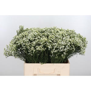 Lim Sin Sen P Colada