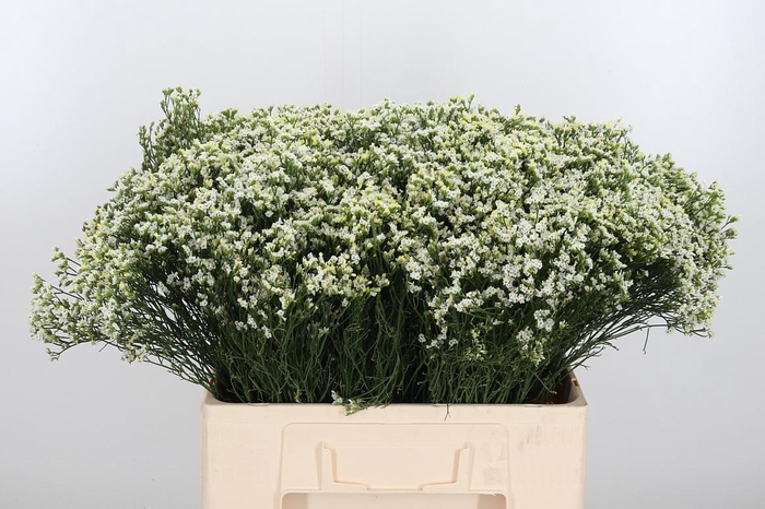 Lim Sin Sen P Colada