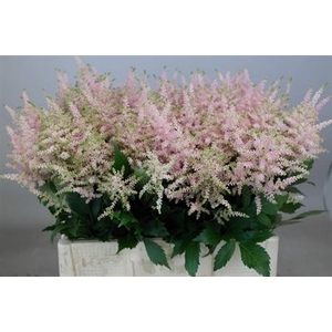 Astilbe Ja Europa