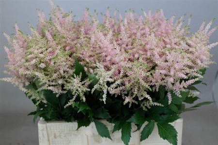 <h4>Astilbe Ja Europa</h4>