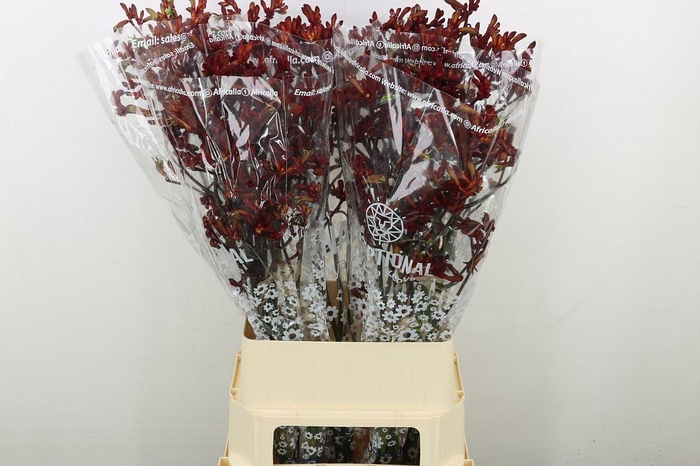 <h4>Anigoz Early Spring</h4>