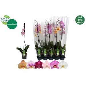 PHAL GEM