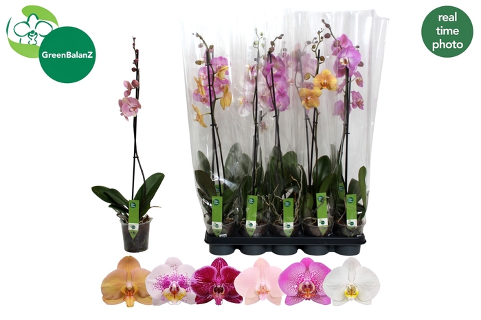 <h4>PHAL GEM</h4>