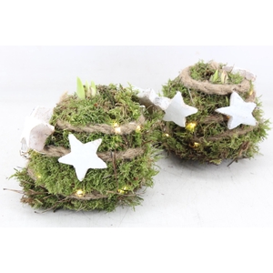 arr4 Amaryllis MB - Mos bol Ster LED x6