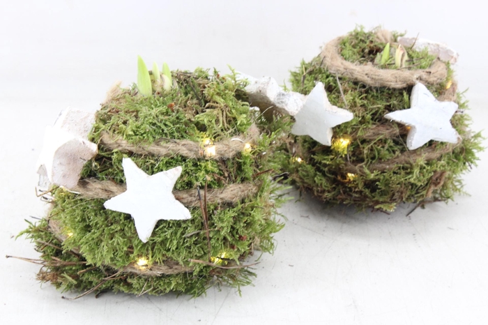 <h4>arr4 Amaryllis MB - Mos bol Ster LED x6</h4>