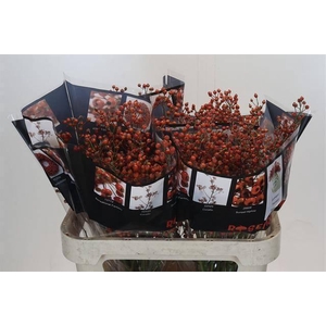 ROZENBOTTEL AUTUMN ROSEFRUITS*