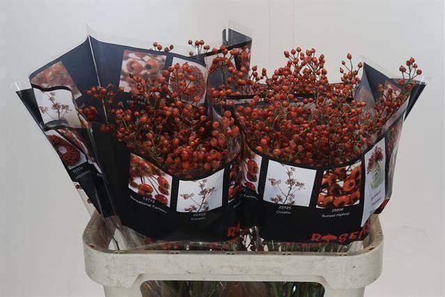 <h4>ROZENBOTTEL AUTUMN ROSEFRUITS*</h4>