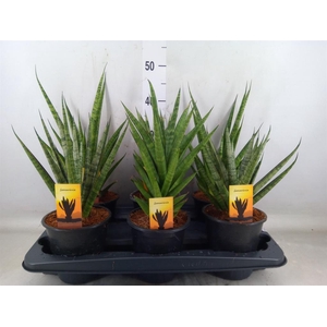 Sansevieria cyl.  ...