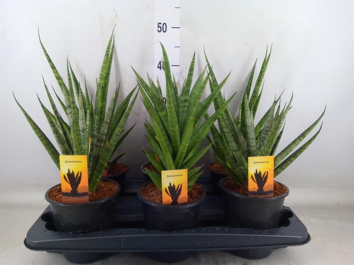 <h4>Sansevieria cyl.  ...</h4>