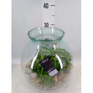 Arr.   Kamerplant Groen H%