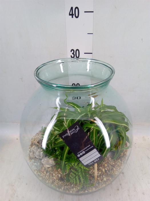 <h4>Arr.   Kamerplant Groen H%</h4>
