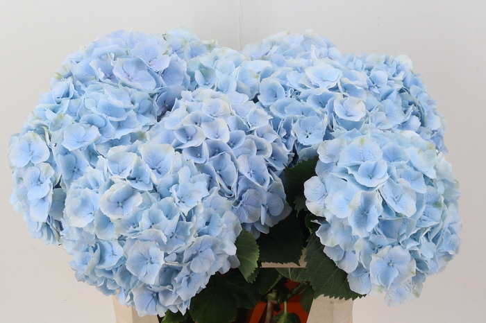 <h4>Hydr M Ch Verena Bl</h4>
