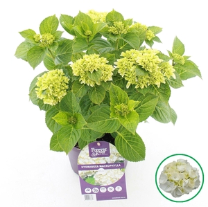 Hydrangea macrophylla overig
