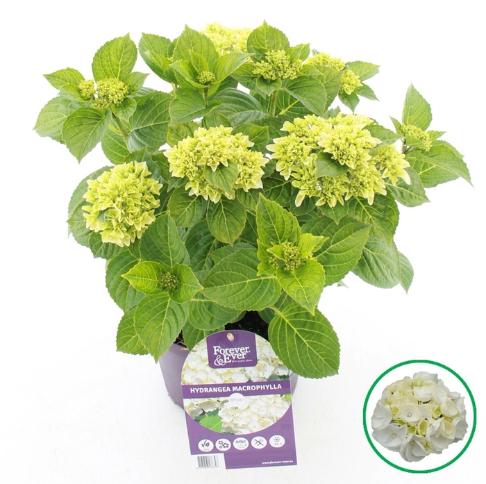 <h4>Hydrangea macrophylla overig</h4>