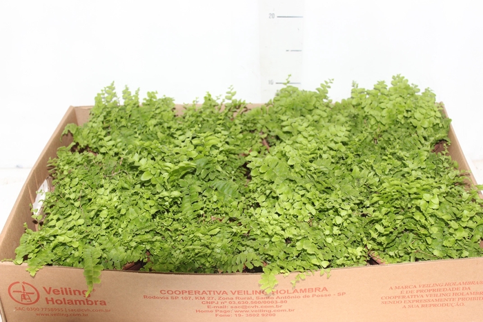 <h4>SAMAMBAIA DALLAS MINI C13</h4>