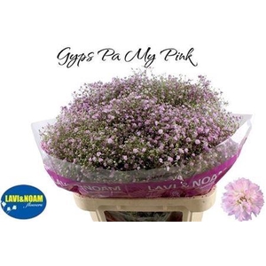 GYPS PA MY PINK