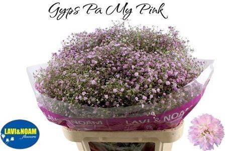 <h4>GYPS PA MY PINK</h4>