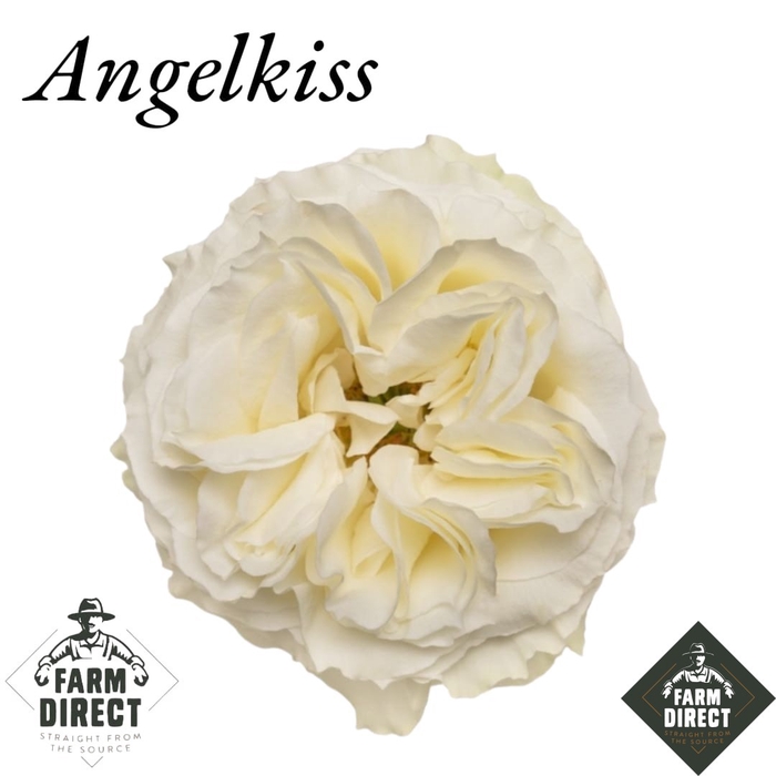 <h4>R GR ANGELKISS</h4>
