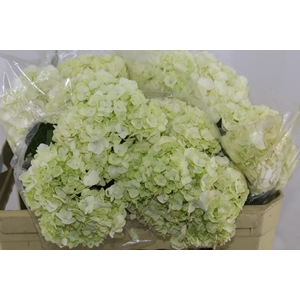 HORTENSIA 050 CM BRANCO