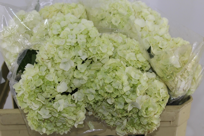 <h4>HORTENSIA 050 CM BRANCO</h4>