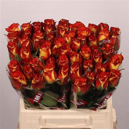 <h4>Rosa grootbloemig High & Magic</h4>