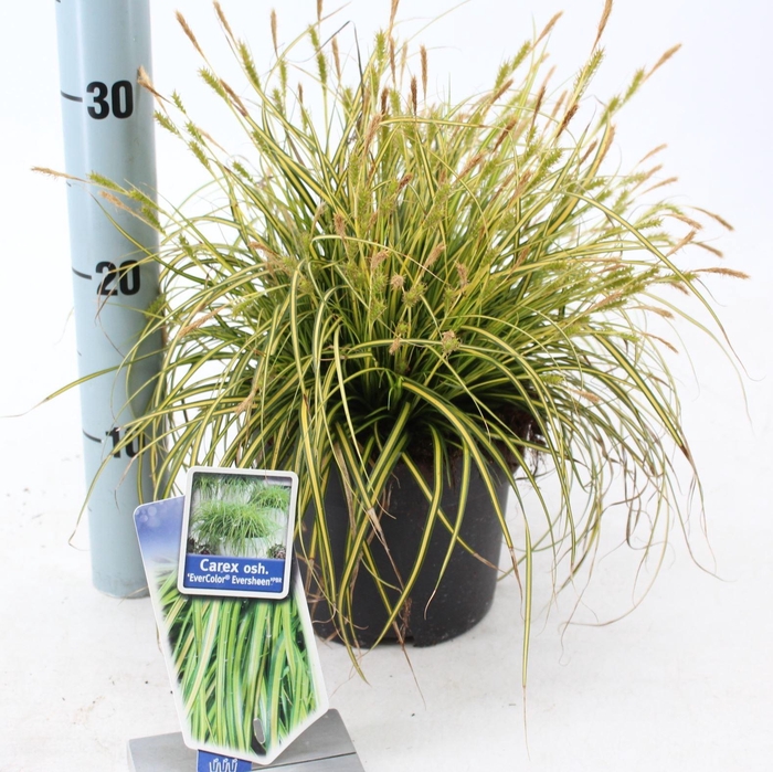 <h4>Carex Evercolor Eversheen</h4>