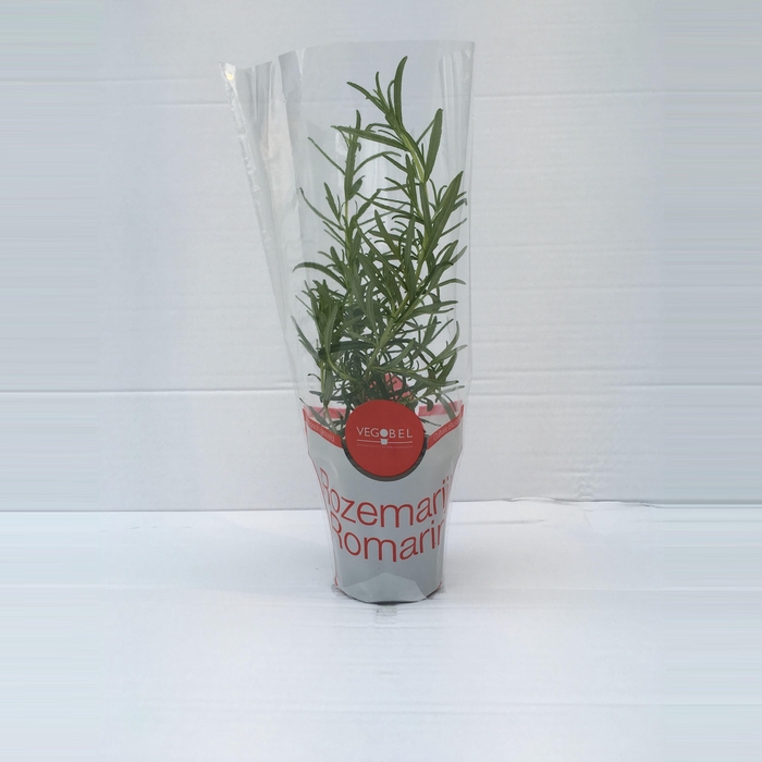 <h4>Rozemarijn P9</h4>