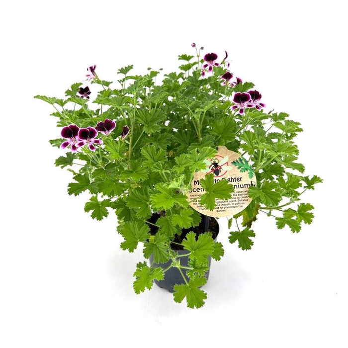 PELARGONIUM GRAVEOLENS P12 MOSKITO