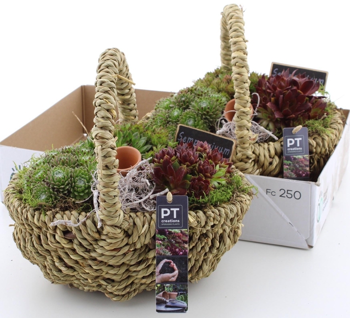 <h4>ARR SEMPERVIVUM</h4>