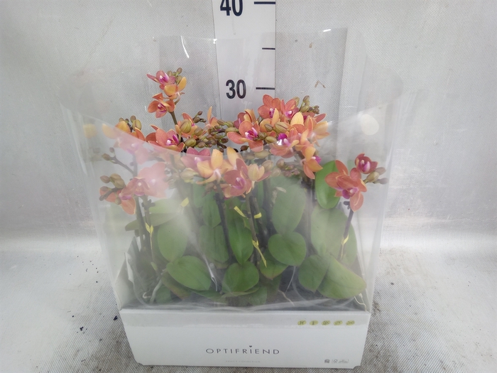 <h4>Phalaenopsis multi.   ...orange</h4>