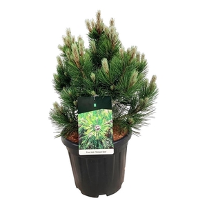 Pinus held. 'Compact Gem'