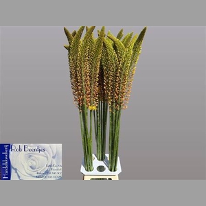 Eremurus Orange Prinses