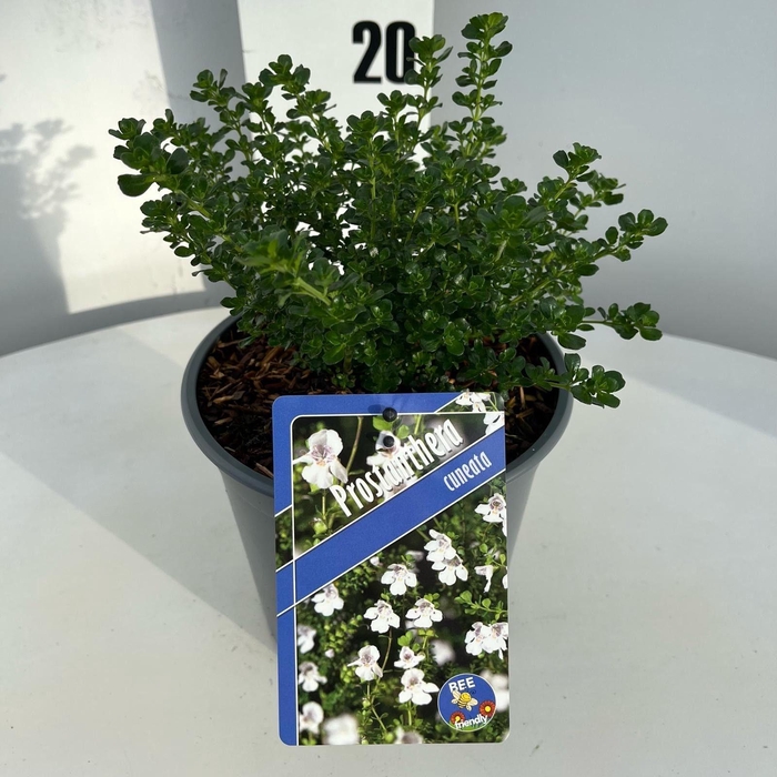 <h4>Prostanthera cuneata</h4>