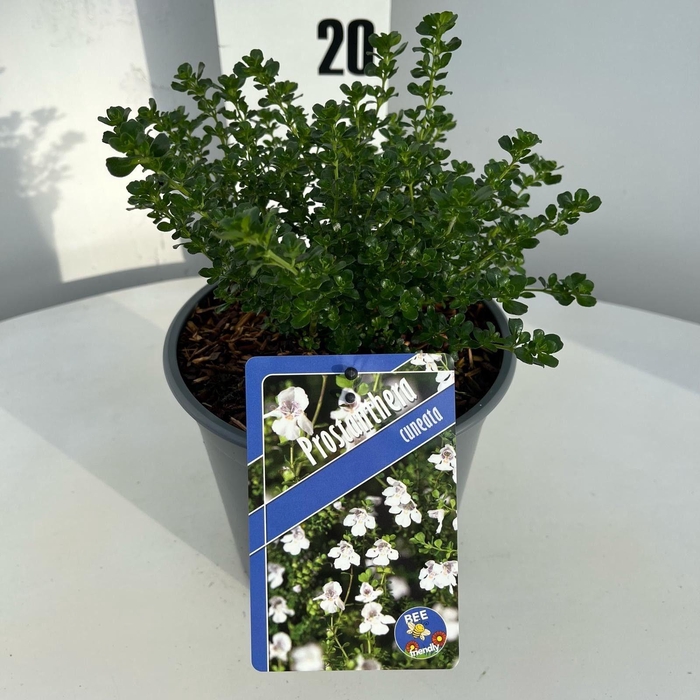 <h4>Prostanthera cuneata</h4>