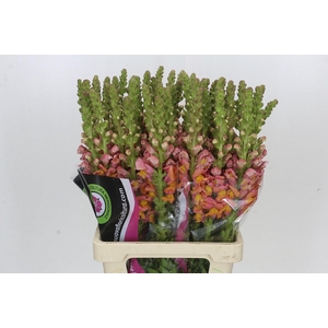 Antirrhinum Potomac Dark Orange