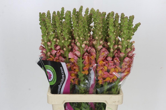 <h4>Antirrhinum Potomac Dark Orange</h4>