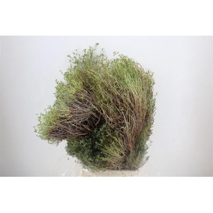 Euph Spinoza Long 500gr P Bunch