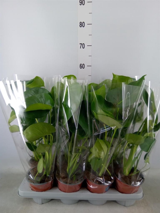 <h4>Monstera delic.</h4>