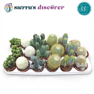 Discover® - Santiago Cactus Mix (Deluxe)
