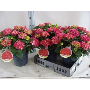 Hydrangea mac.   ...