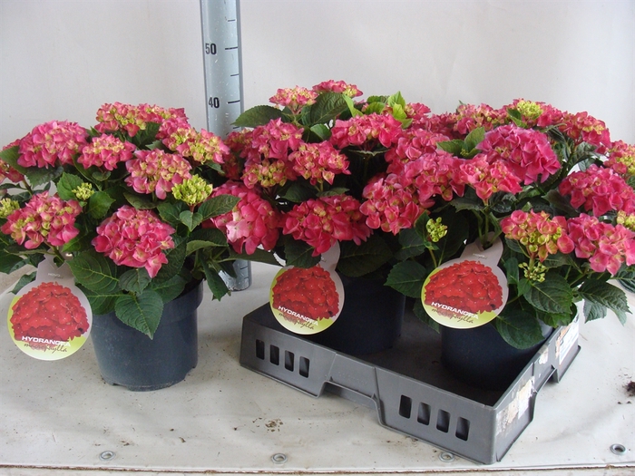 <h4>Hydrangea mac.   ...</h4>
