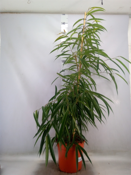 <h4>Ficus binn. 'Alii'</h4>