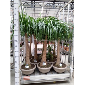 Beaucarnea recurvata