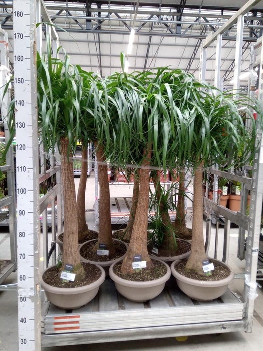 <h4>Beaucarnea recurvata</h4>