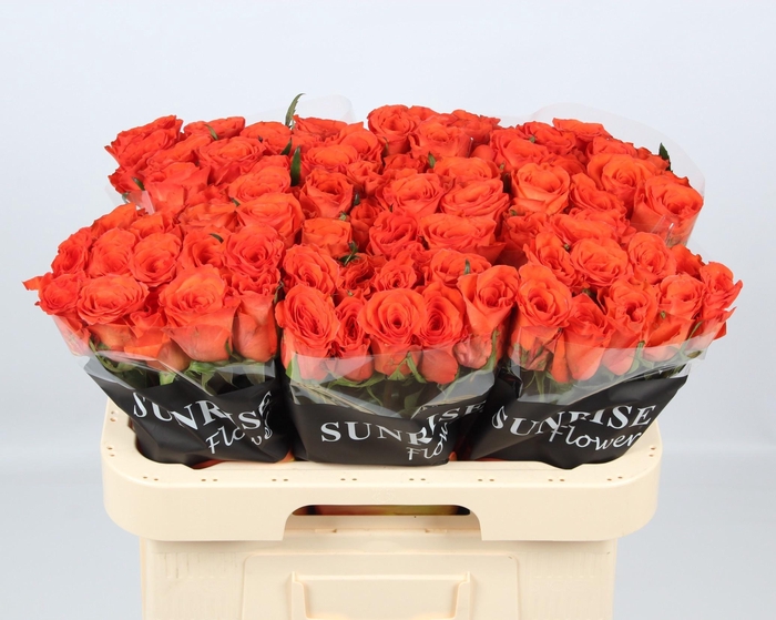 <h4>R GR GARFIELD+</h4>