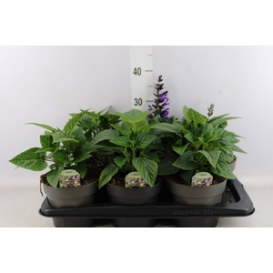 Salvia   ...