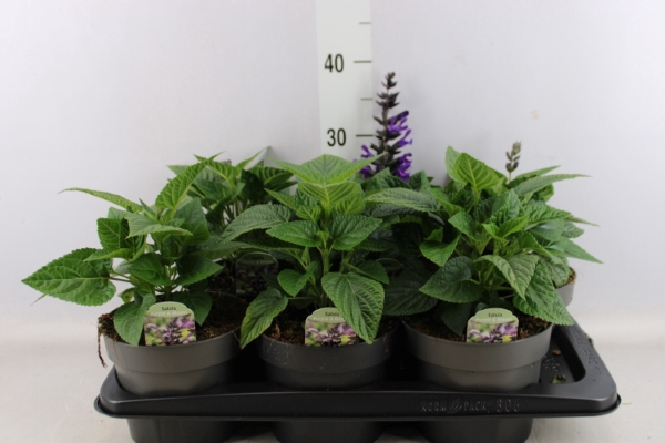 <h4>Salvia   ...</h4>