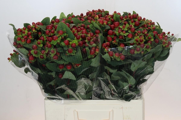 Hypericum Magical Seasons