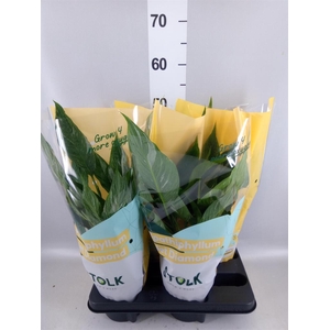 Spathiphyllum  'Diamond'