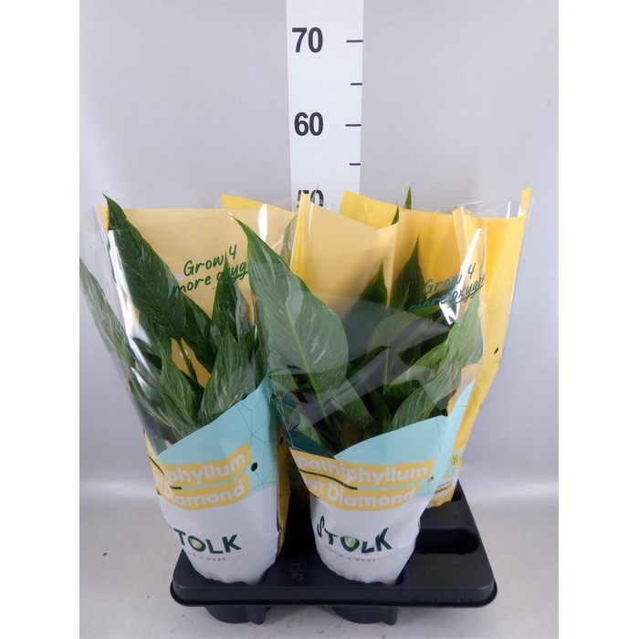<h4>Spathiphyllum  'Diamond'</h4>